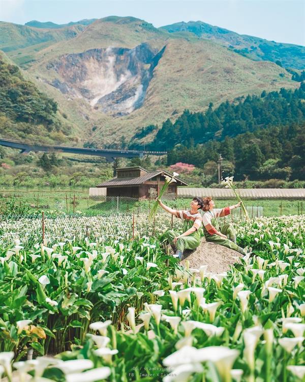 The Language of Calla Lily is Purity, Happiness, Comeliness, and Innocent Love