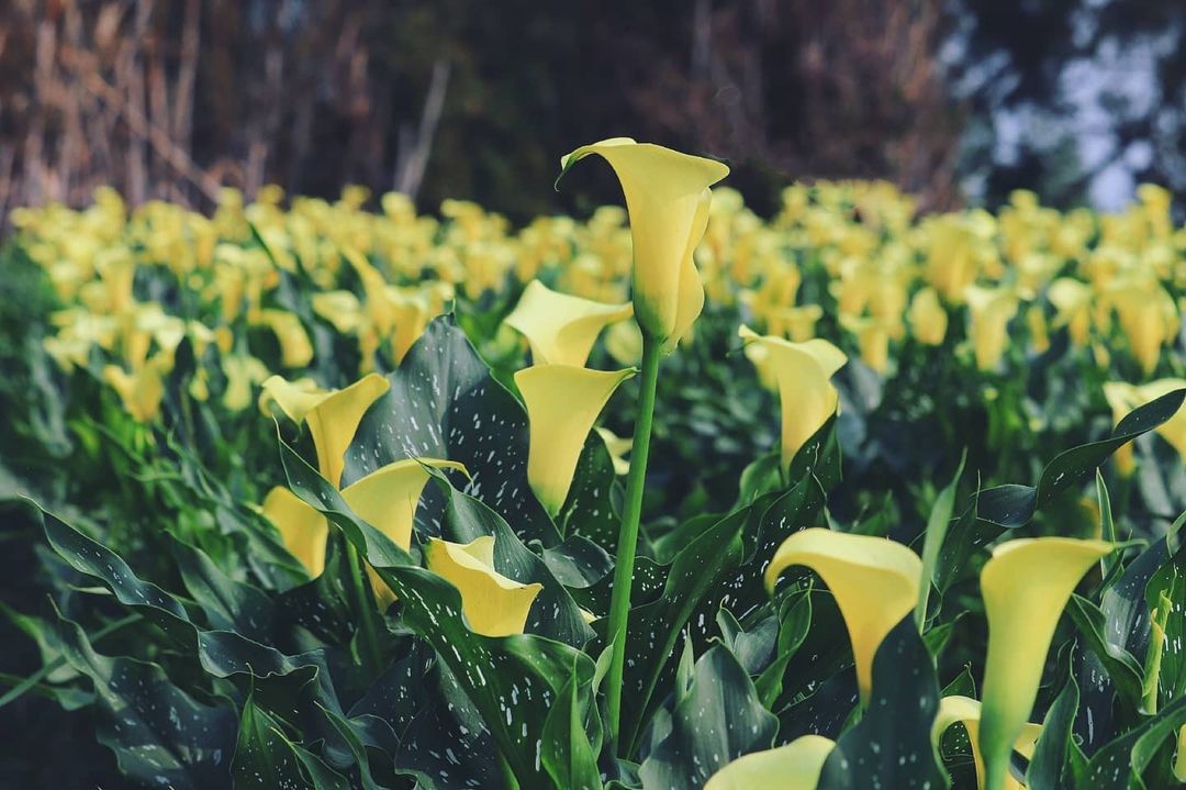 The Language of Calla Lily is Purity, Happiness, Comeliness, and Innocent Love