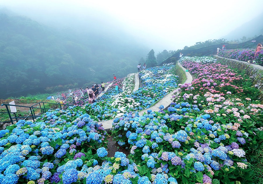 Tens of Thousands of Hydrangeas Blossom to Welcome the Early Summer