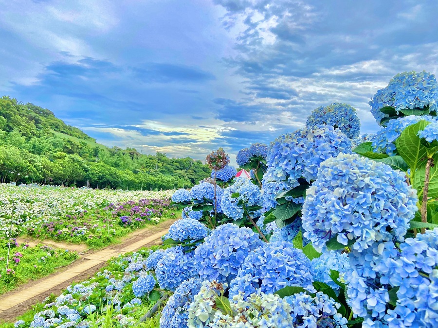 Tens of Thousands of Hydrangeas Blossom to Welcome the Early Summer