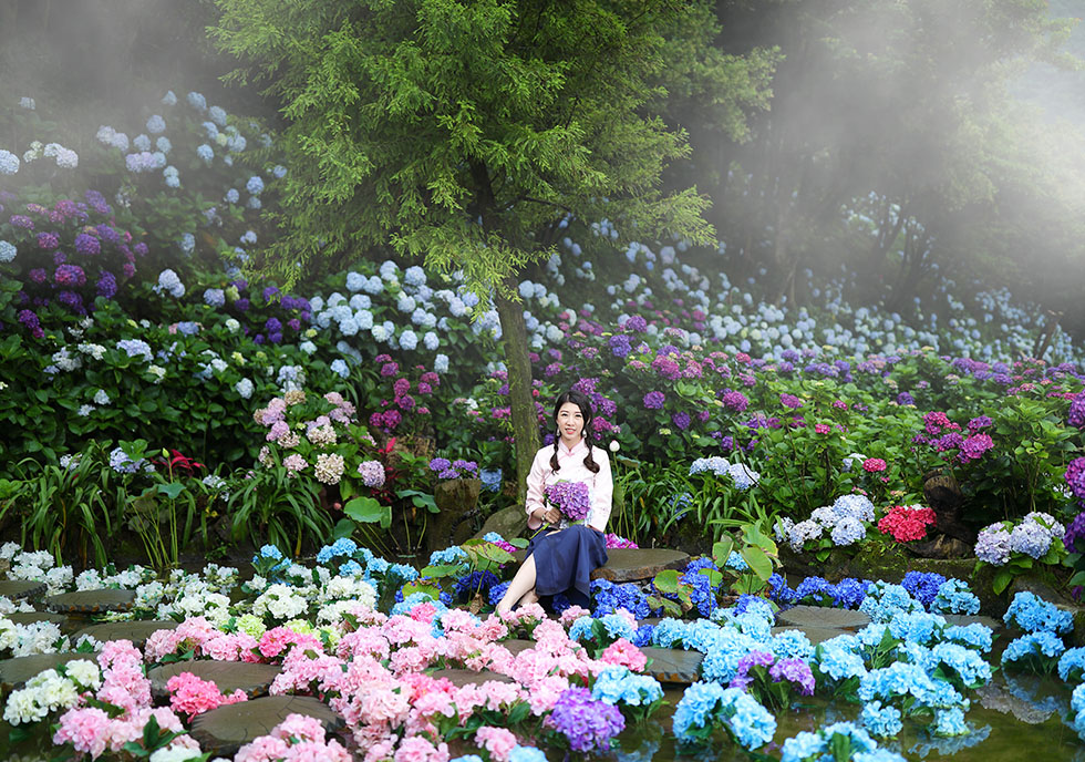 Tens of Thousands of Hydrangeas Blossom to Welcome the Early Summer