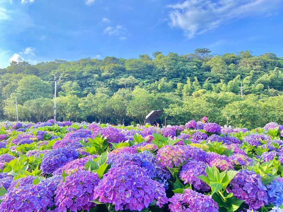 Tens of Thousands of Hydrangeas Blossom to Welcome the Early Summer