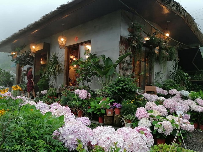 Tens of Thousands of Hydrangeas Blossom to Welcome the Early Summer