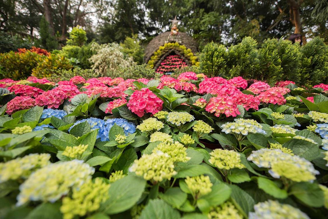 Tens of Thousands of Hydrangeas Blossom to Welcome the Early Summer