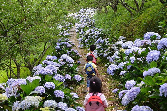 Tens of Thousands of Hydrangeas Blossom to Welcome the Early Summer