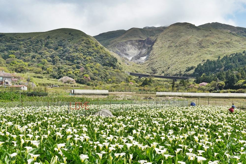 陽明山竹子湖花季｜最有仙氣感的山谷旅程