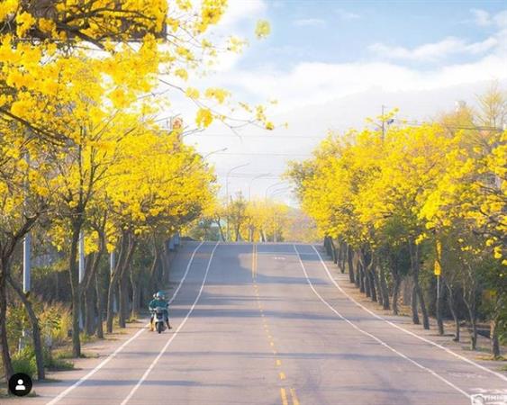 【花見ツアー】黄花風鈴木（コガネノウゼン）－台湾の黄金トンネル12選
