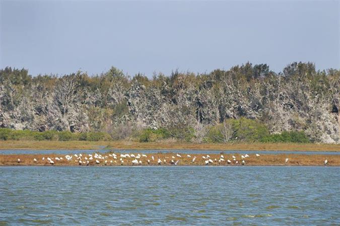 雲嘉浜海の秘境－海鮮グルメツアー