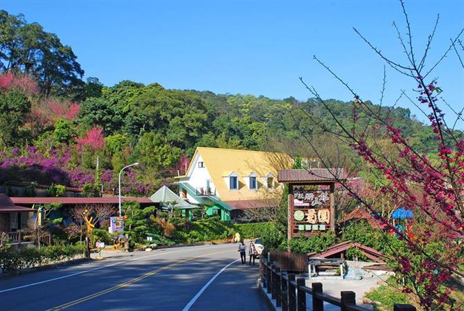 苗栗-薑麻園ツアー
