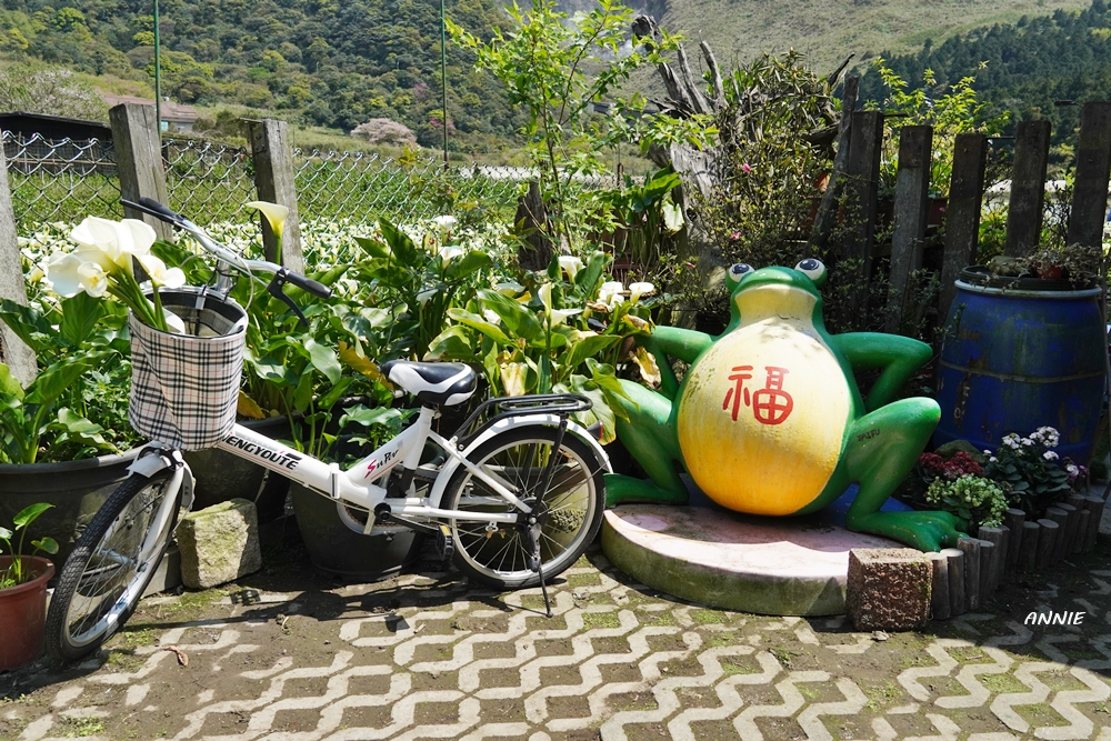 Yangmingshan Bamboo Lake Flower Season｜Most Colorful Valley Tour