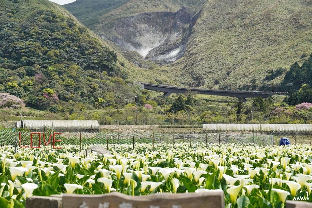 陽明山・竹子湖のフラワーシーズン｜色とりどりの谷間めぐり