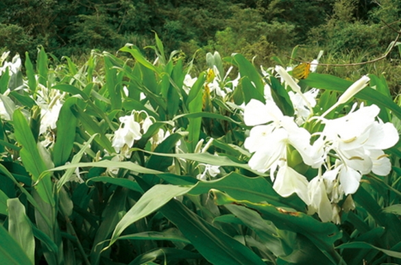 野薑花