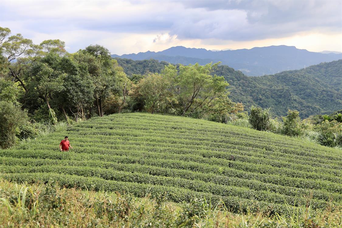 天然茶莊　深度紅茶體驗營