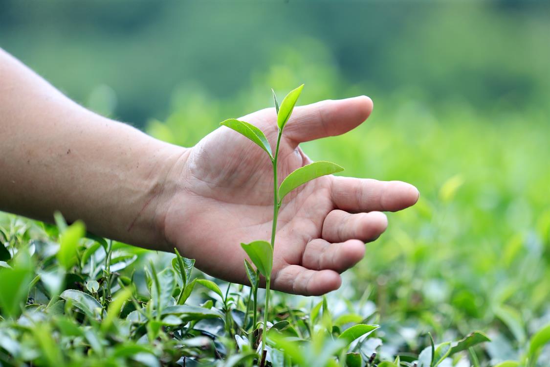 天然茶莊　深度紅茶體驗營