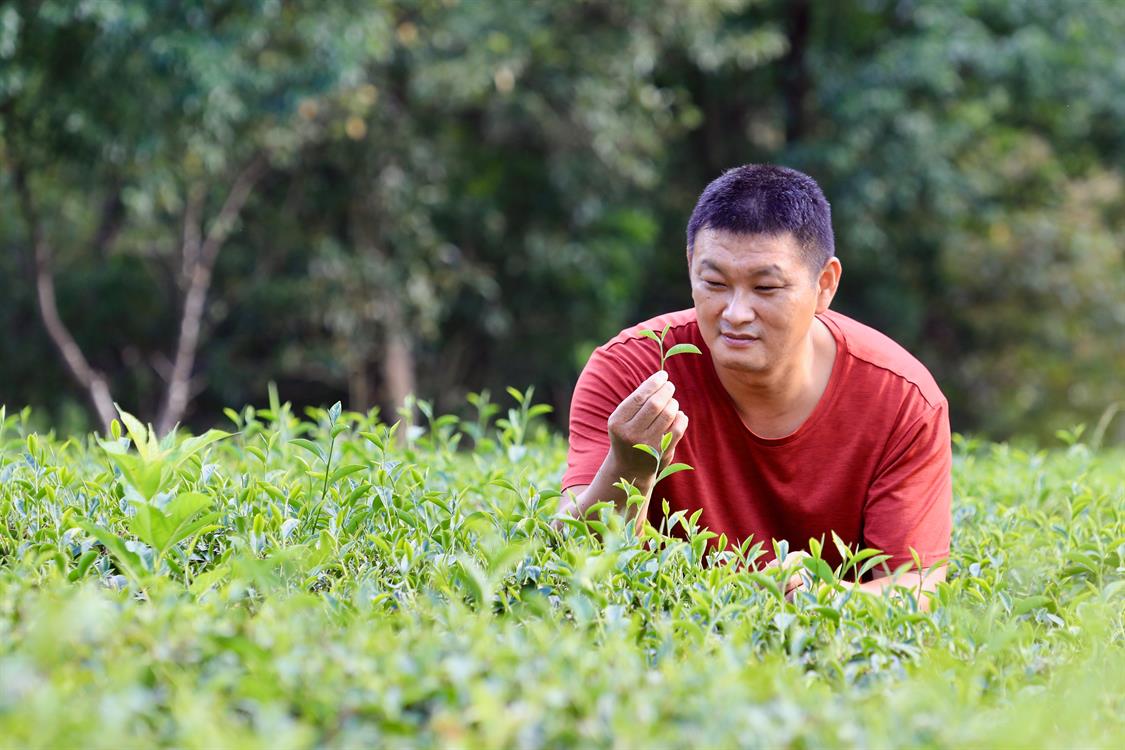 天然茶莊　深度紅茶體驗營