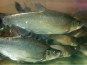 Sun Moon Lake - President's Fish