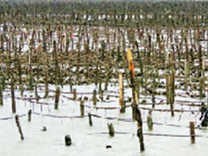 Local feature fishery industry-Oyster