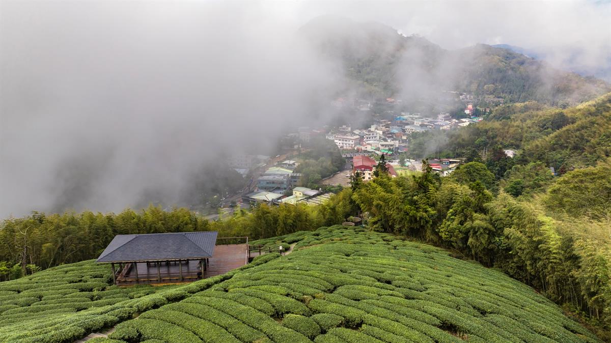 尋味台灣｜跟著茶香去旅行