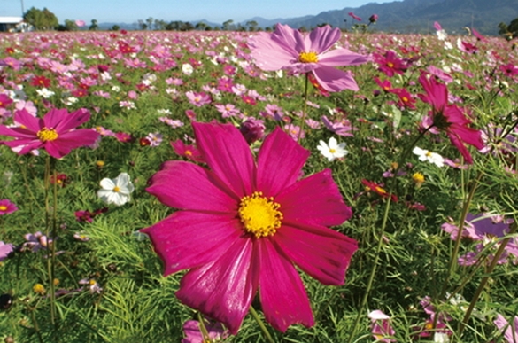 大波斯菊