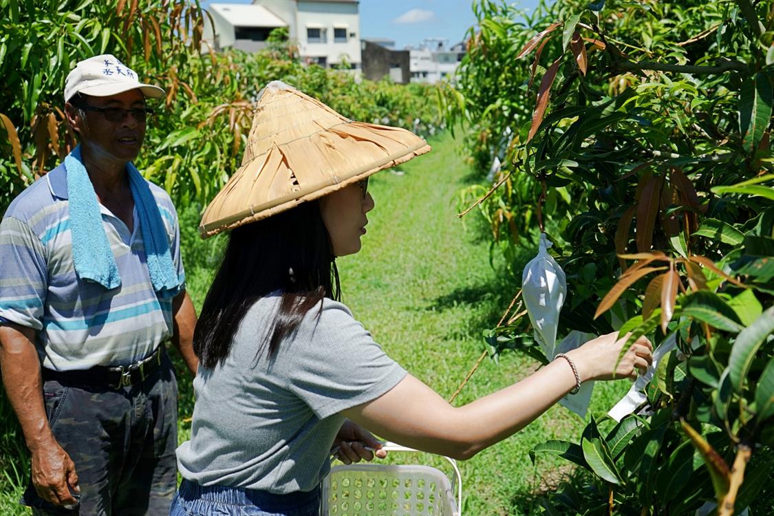 夏天的滋味－玉井芒果小旅行