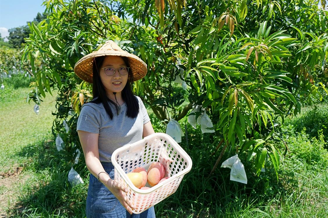 夏天的滋味－玉井芒果小旅行