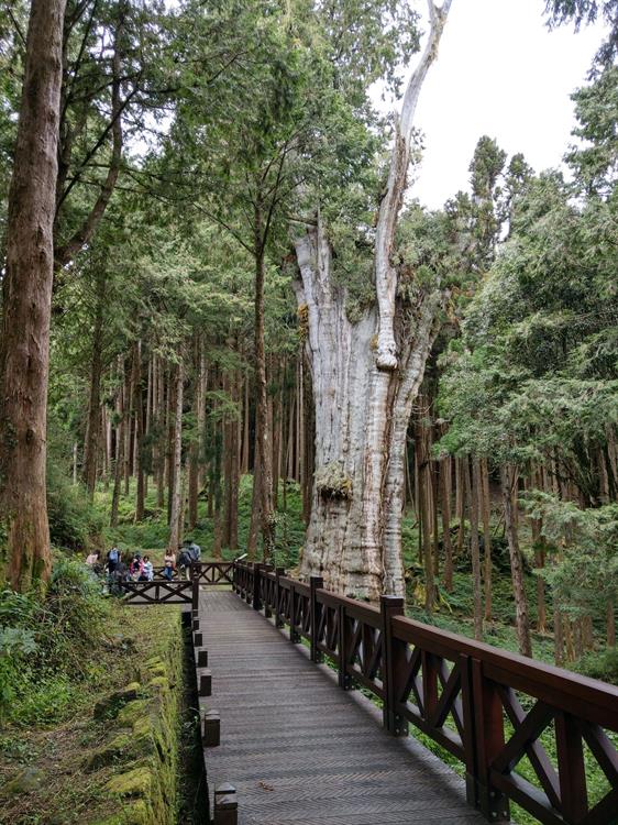 森林鐵道之旅：重訪阿里山的療育體驗