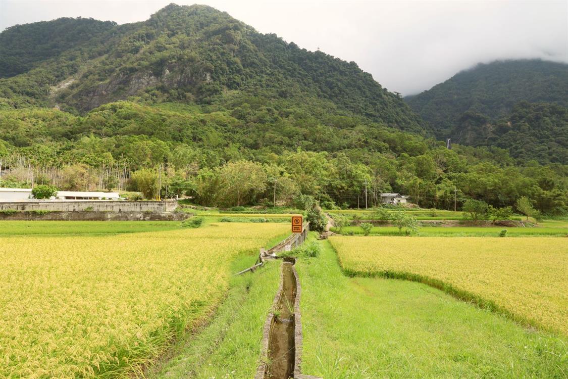 稻浪迎風：豐收季的花東交會點