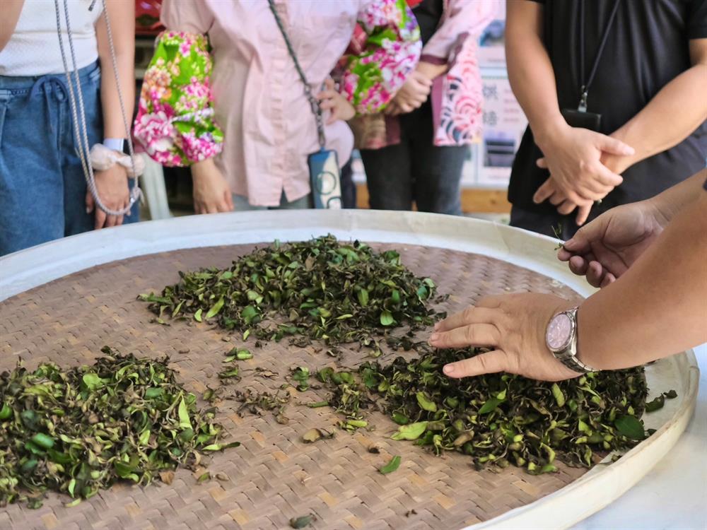 羽泰製茶廠—揉茶體驗