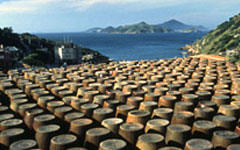 Shaoxing and Gaoliang Wines