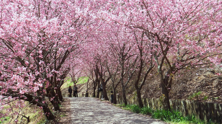 Formosa Aboriginal Culture Village Cherry Blossom