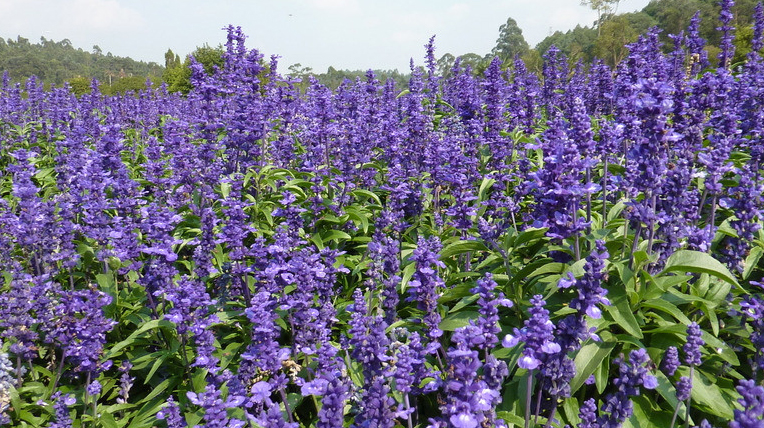 Lavender Festival