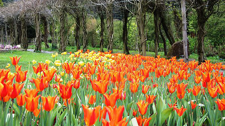 Shanlin Xi Flower Season