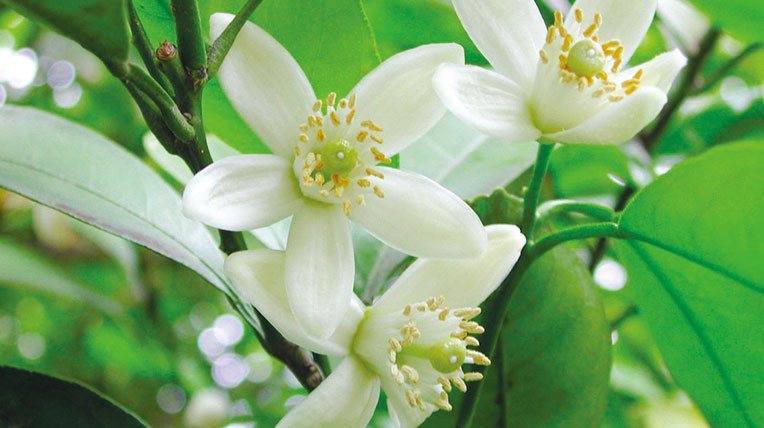 Pomelo blossom