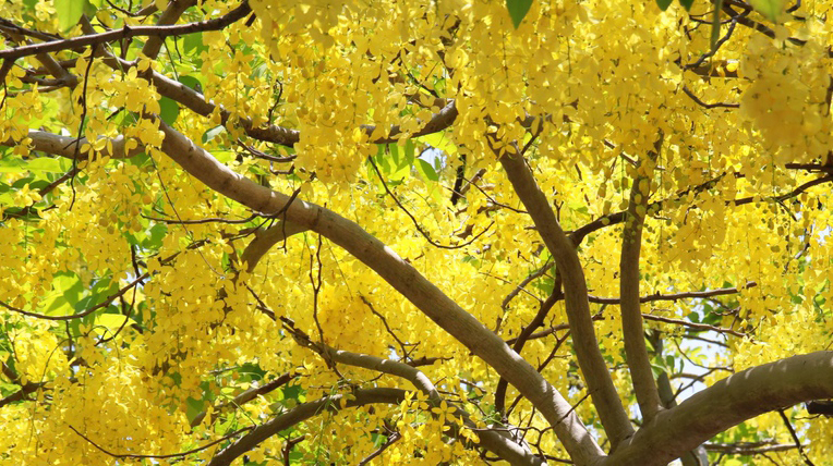Kaohsiung Sandalwood Blossom Festival