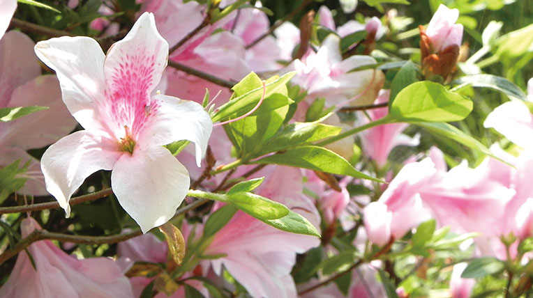 Rhododendron