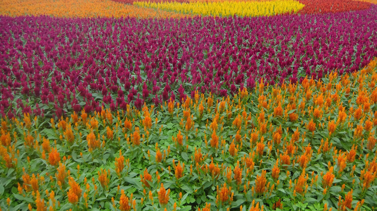 Sea of Flower in Xinshe