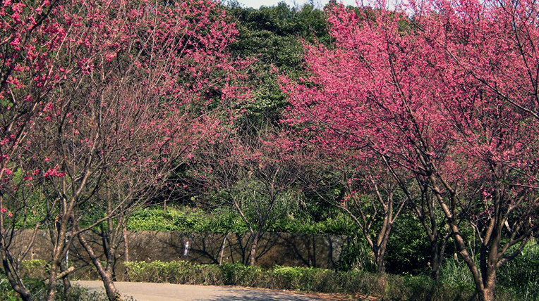 Wulai Hot Spring Sakura Festival