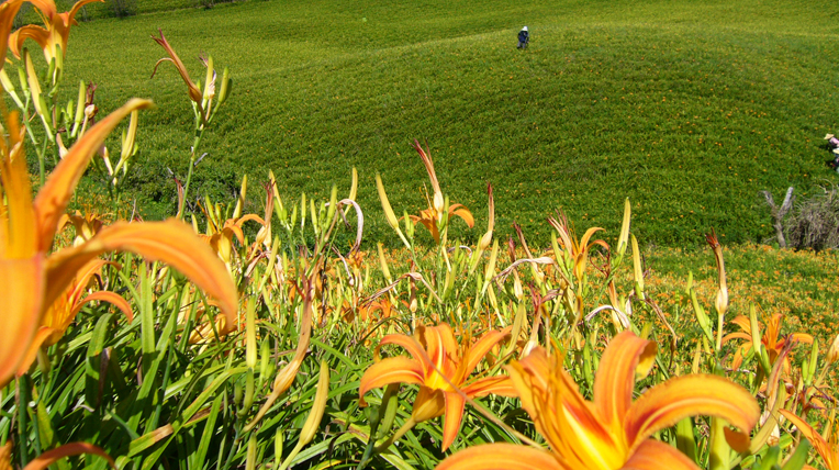 Hualien Daylily Blossom Festival