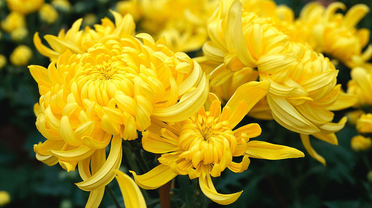 Shilin Residence Flower Show (Chrysanthemum Show)