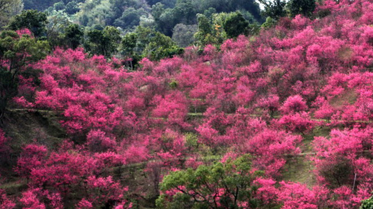 Yangminshan Flower Festival