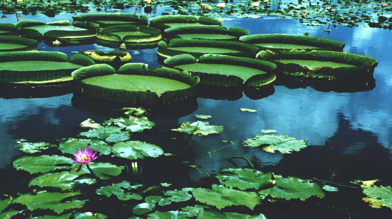 Tainan Baihe Lotus Festival