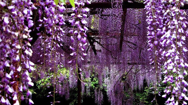 Wisteria