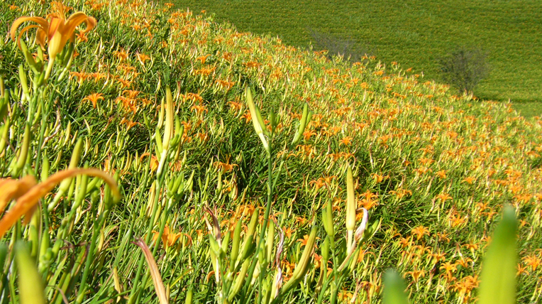 Taimali Daylily Blossom Festival in Taitung