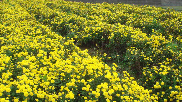 Chrysanthemum