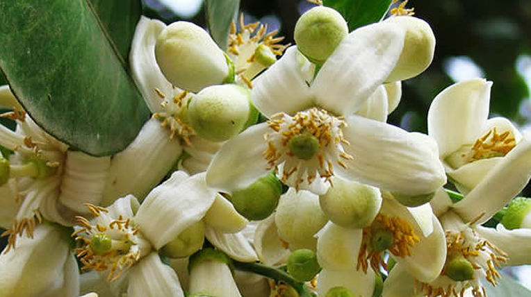 Yilan Donshan Pomelo Blossom Festival