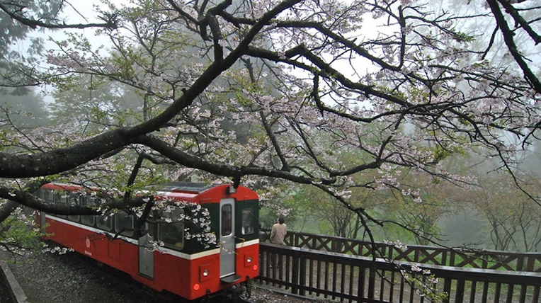 Alishan Cherry Blossom Festival