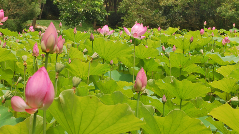 Taoyuan Lotus Blossom Festival