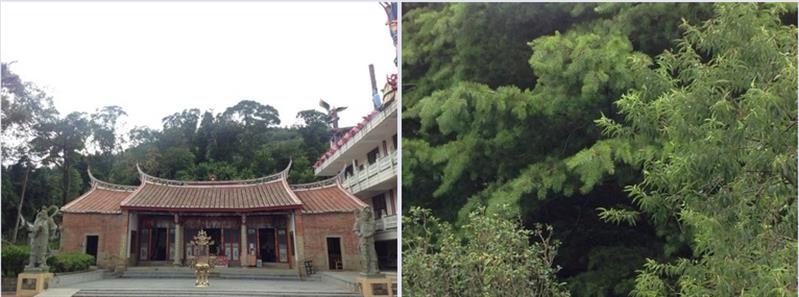 Hakka culture in Hengshan, Hsinchu County Day trip in Dashanbei Agricultural Park