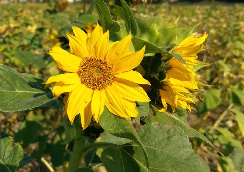 台灣生活慢步調走走：花季來場沐浴花田的旅遊