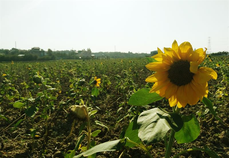 台灣生活慢步調走走：花季來場沐浴花田的旅遊